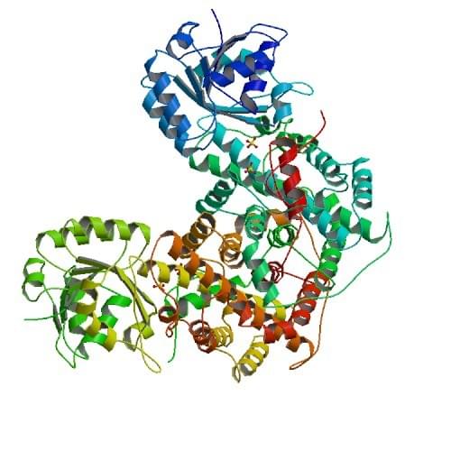 Enzyme Activity Measurement of Phosphogluconate Dehydrogenase (NADP+-Dependent, Decarboxylating) Using Spectrophotometric Assays 